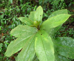 Costus allenii