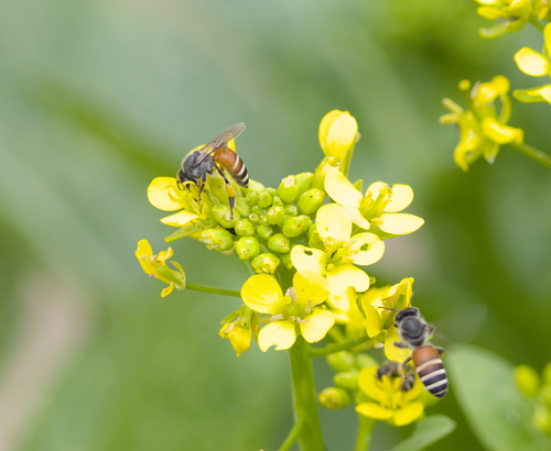 Red Dwarf Honey Bee