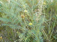 Scabiosa ochroleuca
