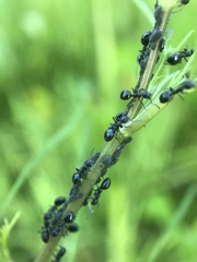 Dolichoderus taschenbergi