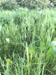 Dolichoderus taschenbergi