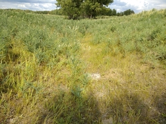 Sophora alopecuroides