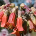 Bryophyllum delagoense - Photo (c) Arthur Chapman, μερικά δικαιώματα διατηρούνται (CC BY-NC-SA)