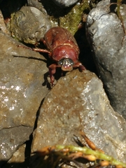 Polyphylla variolosa