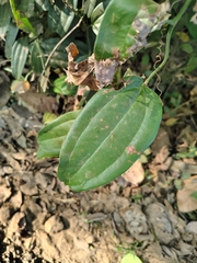 Smilax zeylanica