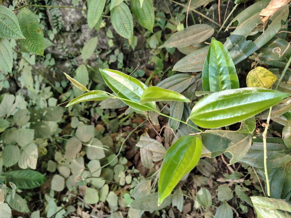 Smilax zeylanica; photograph (c) renjus box, some rights reserved (CC BY)