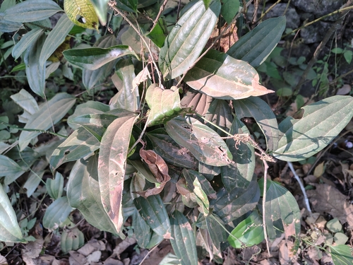 Smilax zeylanica, photograph 2