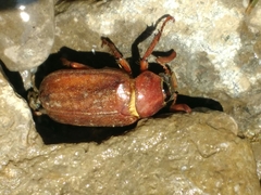 Polyphylla variolosa