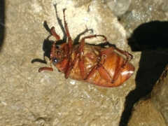 Polyphylla variolosa