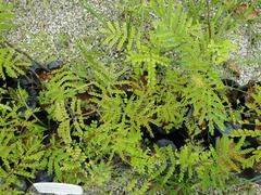 Cenostigma pluviosum peltophoroides