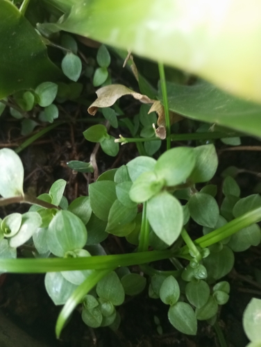 Creeping Inch Plant