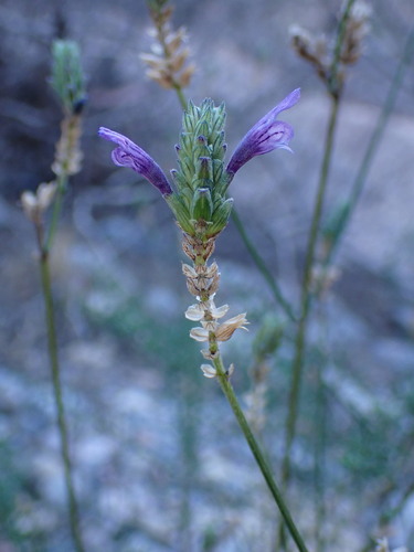 Moroccan Lavender (Lavandula maroccana)
