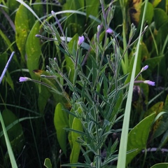 Epilobium strictum