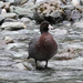 Blue Duck - Photo (c) Ray Turnbull, some rights reserved (CC BY-NC), uploaded by Ray Turnbull
