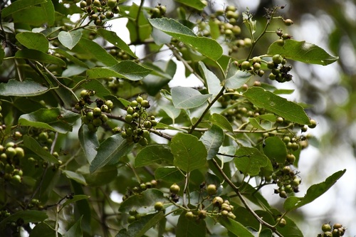 Ehretia tinifolia