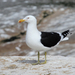 Kelp Gull - Photo (c) Ray Turnbull, some rights reserved (CC BY-NC)