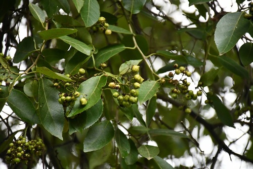 Ehretia tinifolia
