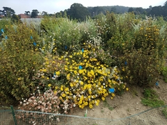 Grindelia stricta platyphylla