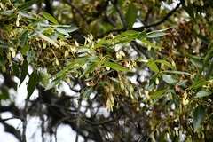 Fraxinus purpusii