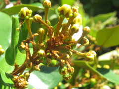 Heteropterys chrysophylla