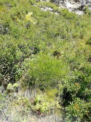 Peucedanum morisonii