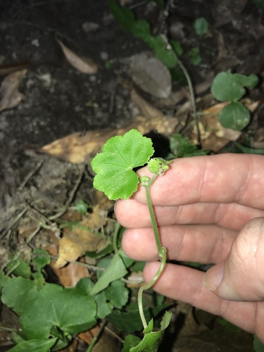Hydrocotyle javanica, photograph 6
