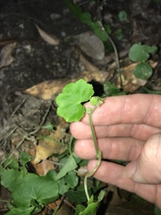 Hydrocotyle javanica, photograph author not stated, no rights reserved