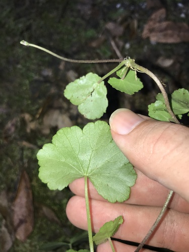 Image of Hydrocotyle javanica by no rights reserved