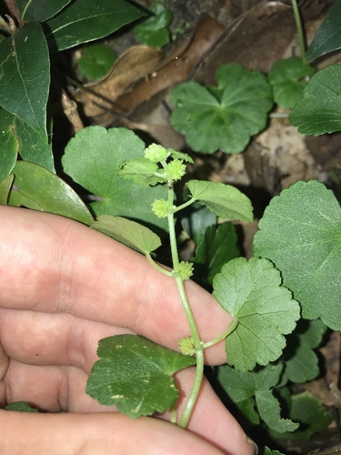 Hydrocotyle javanica, photograph 5