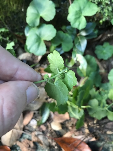 Image of Hydrocotyle javanica by no rights reserved