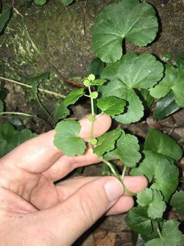 Hydrocotyle javanica, photograph 3