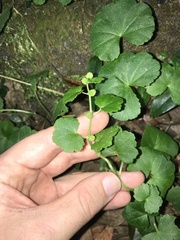 Hydrocotyle javanica, photograph author not stated, no rights reserved