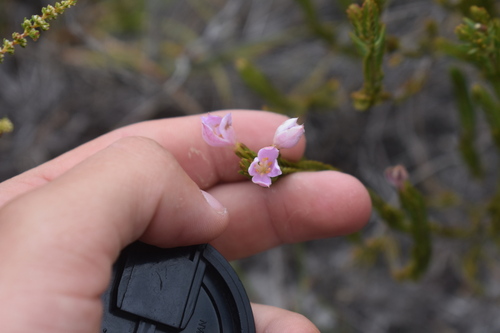 Image of Lachnaea grandiflora by (c) Justin Ponder, some rights reserved (CC BY)