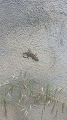 Tarentola mauritanica mauritanica