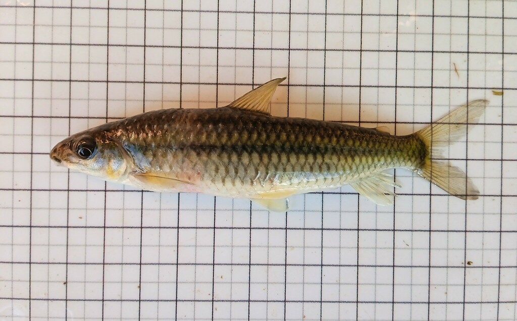 Leporinus tristriatus