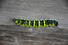 Copaxa multifenestrata