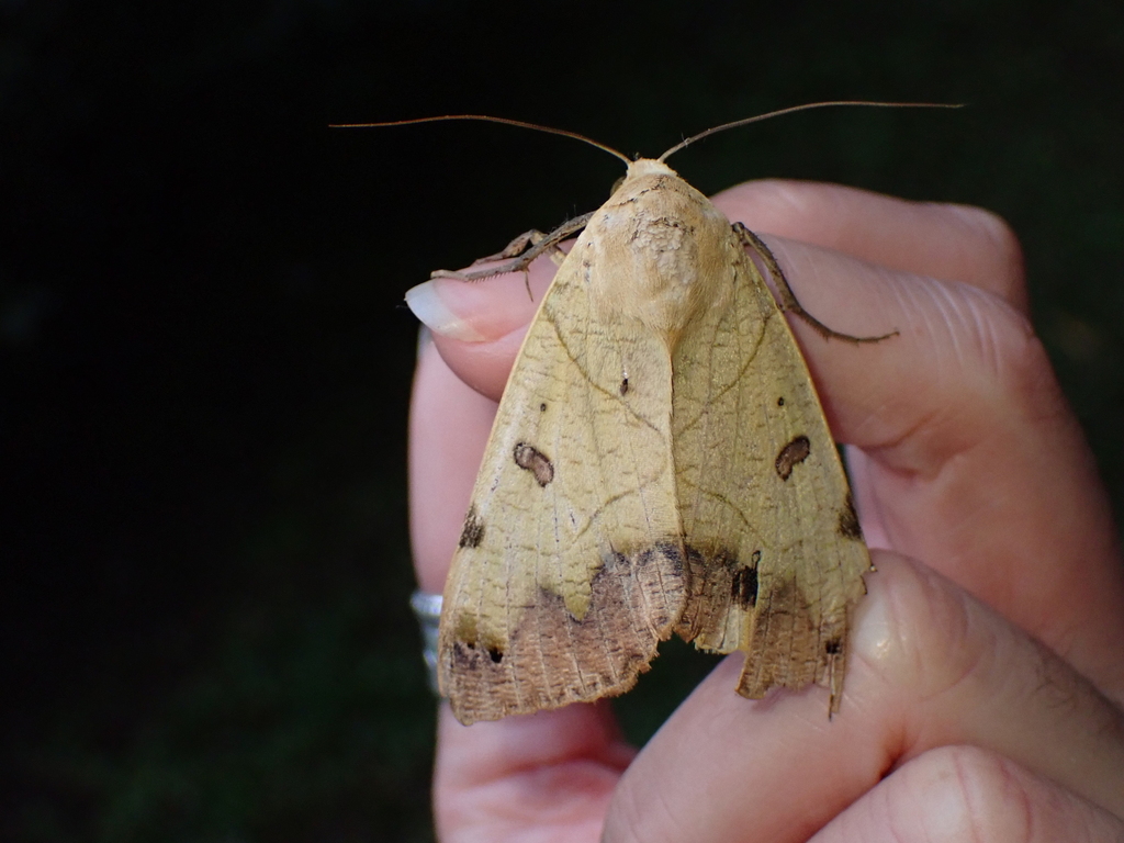 Green Drab (Ophiusa tirhaca)