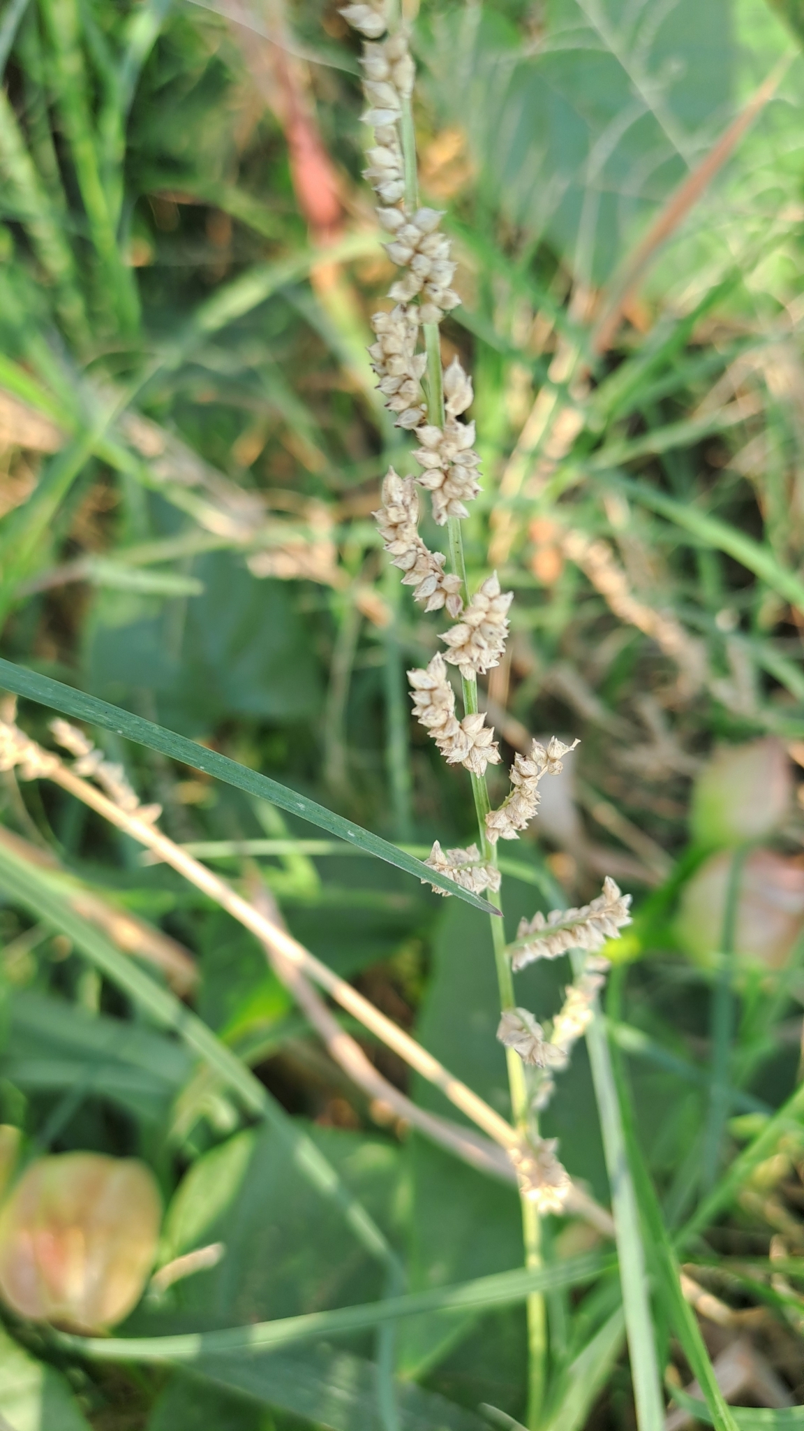 Echinochloa colonum (Echinochloa colonum)