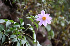 Dahlia pteropoda