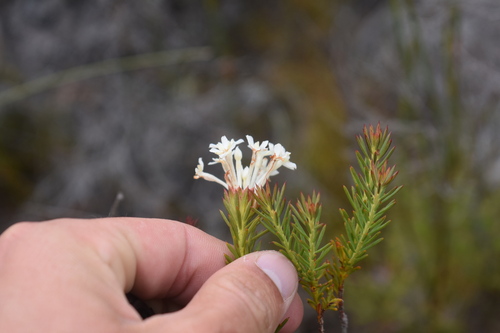 Image of Gnidia pinifolia by (c) Justin Ponder, some rights reserved (CC BY)