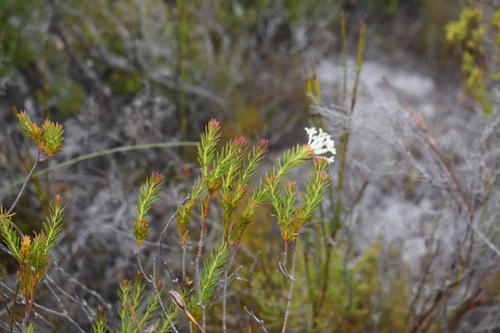 Image of Gnidia pinifolia by (c) Justin Ponder, some rights reserved (CC BY)