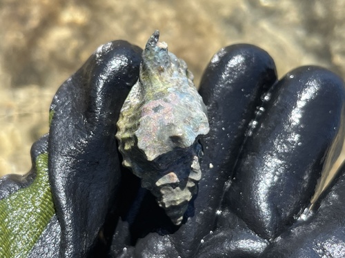 Cymatium nicobaricum observed 2025-02-01