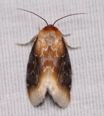 Chrysoecia scira
