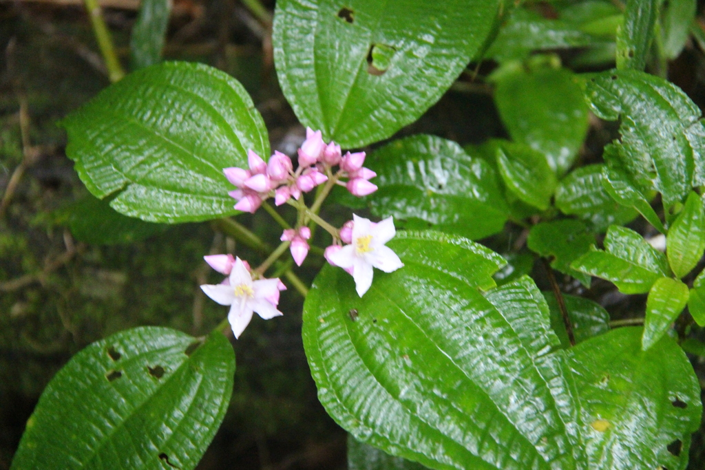 Gravesia macrophylla