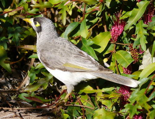 Noisy Miner, photo 8 of 10