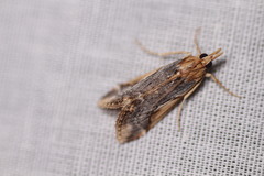 Loxostege albiceralis