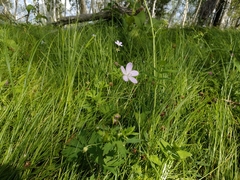 Geranium collinum