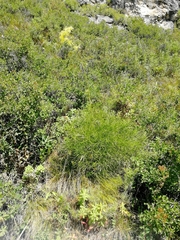 Peucedanum morisonii