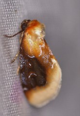Chrysoecia scira