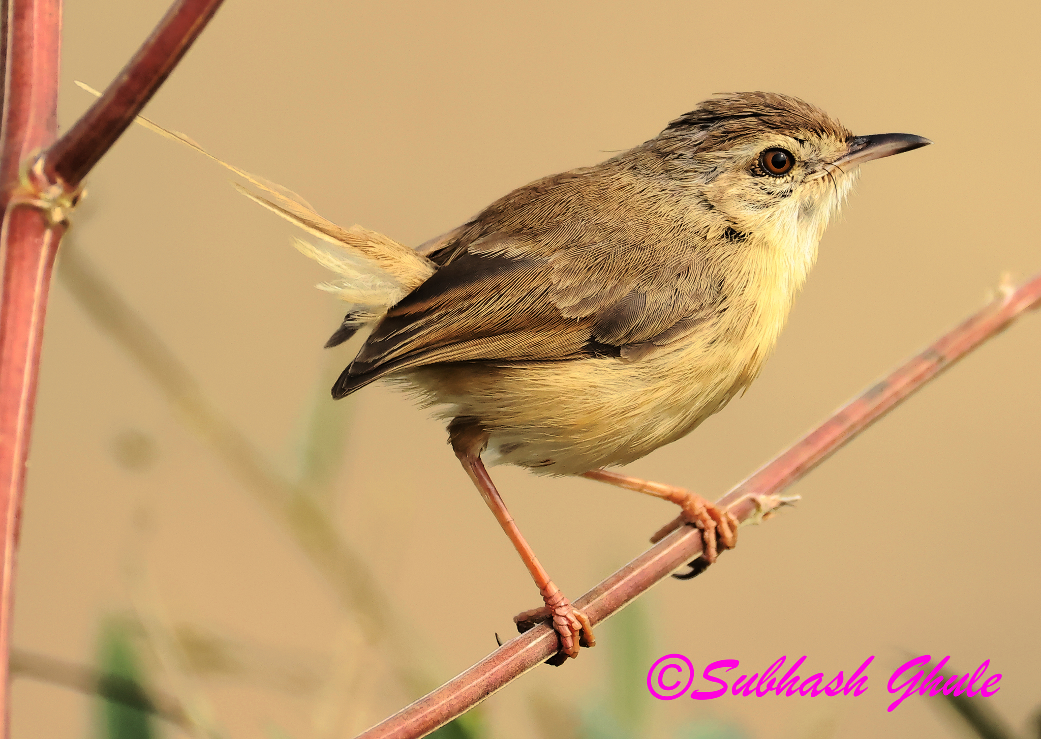 Jungle Prinia (Prinia sylvatica), photo 6